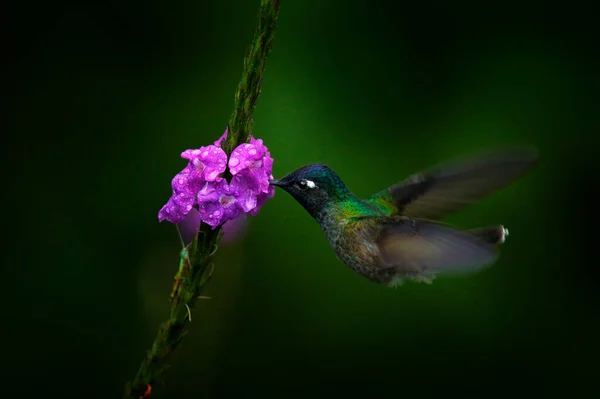 厄瓜多尔的金尾蓝宝石 苏门答腊纳波 加拉国家公园 蜂鸟从粉红色的花中吸蜜 大自然的野性生活场景热带森林中的鸟 — 图库照片