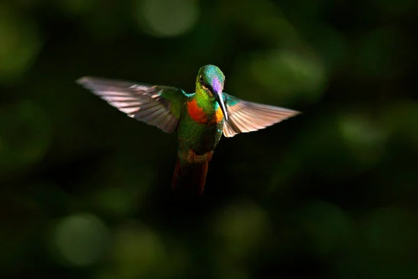 Goulds Jewelfront Heliodoxa Aurescens Wunderschöner Kolibri Dunkelgrünen Naturhabitat Sumaco Ecuador — Stockfoto