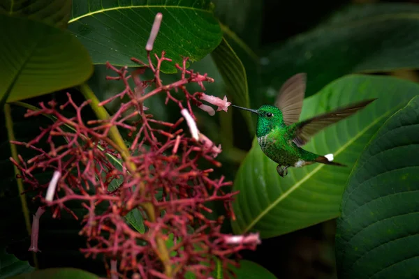 Whitetip Évent Roux Urosticte Ruficrissa Beau Colibri Dans Habitat Naturel — Photo