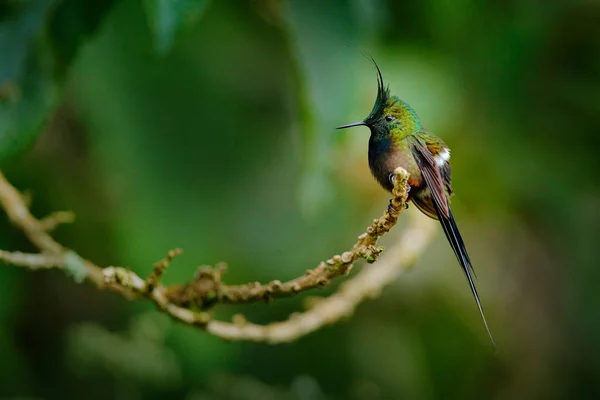 Avistamiento Aves Sudamérica Colibrí Cresta Alambre Discosura Popelairii Colibrí Colombia — Foto de Stock