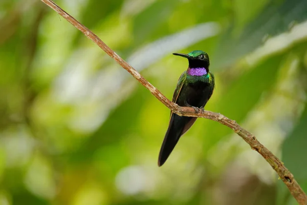 黒を基調とした鮮やかなHeliodxa Schreibersii エクアドルとペルーからのハチドリの詳細な肖像画 光沢のある小さな鳥 緑と紫の急落 エクアドルの熱帯林 野生生物 — ストック写真