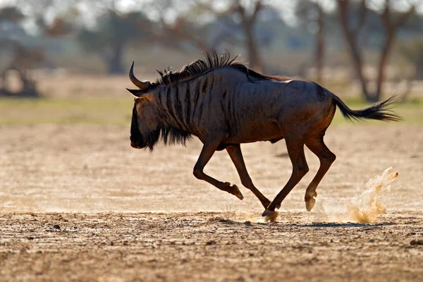 Wildebeest Harc Kék Gnúd Connochaetes Taurinus Réten Nagy Állat Természet — Stock Fotó