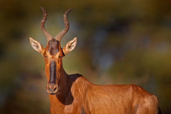 害群之马在草丛中 纳米比亚在非洲 金银花 非洲大型哺乳动物在自然界栖息地的详细肖像 Sassaby 在绿色植被中 — 图库照片
