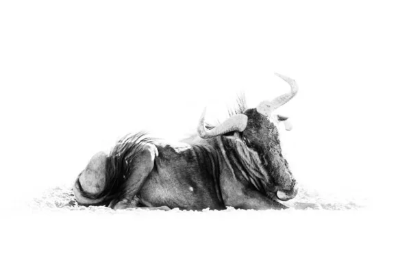 Wildebeest Svartvit Afrikansk Konst Blå Gnugga Connochaetes Taurinus Ängen Stort — Stockfoto