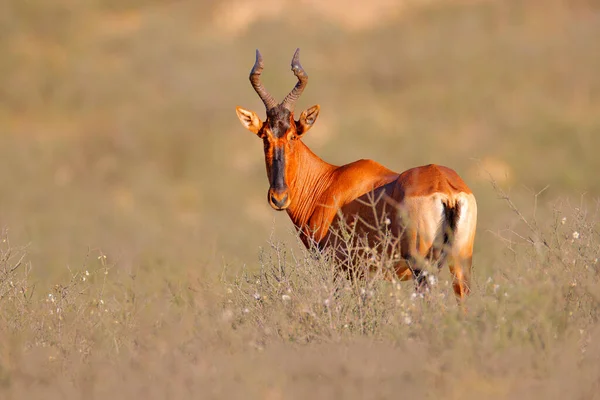 Hartebeest Trawie Namibia Afryce Czerwony Alcelaphus Buselaphus Caama Szczegółowy Portret — Zdjęcie stockowe