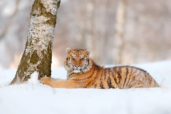 Tigre Siberiano Panthera Tigris Altaica Ação Cena Vida Selvagem Com — Fotografia de Stock