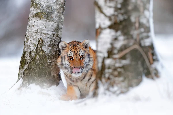 Tigre Siberiano Panthera Tigris Altaica Ação Cena Vida Selvagem Com — Fotografia de Stock