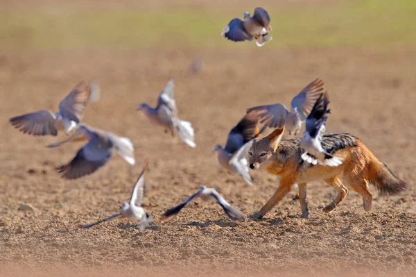 Jackal Hunting Birds Waterhole Polentswa Botswana Africa Beautiful Wildlife Scene — Stock Photo, Image