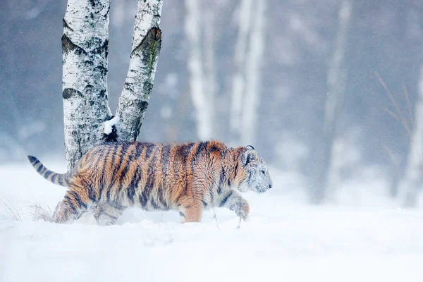 野生の冬の自然の中でタイガーは 雪の中で実行している シベリアトラ パンテラ ティグリス アルタイカ 危険な動物と行動野生動物のシーン ロシアのタイガで寒い冬 野生のアムール猫と雪のフレーク — ストック写真