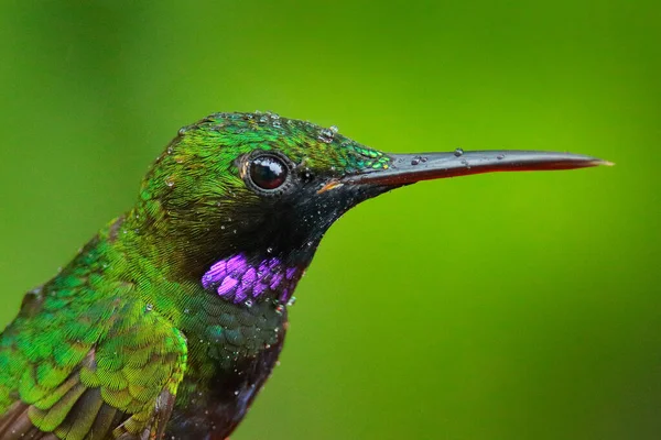 Brillant Gorge Noire Heliodoxa Schreibersii Portrait Détaillé Colibri Équatorien Péruvien — Photo