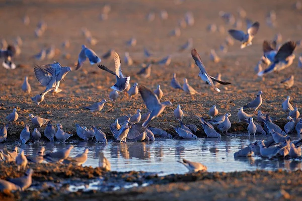 Pomba Pescoço Anelado Streptopelia Capicola Também Conhecida Como Pomba Tartaruga — Fotografia de Stock