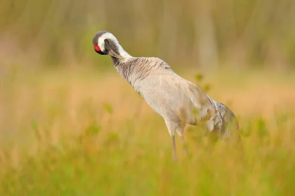 Crane Comum Grus Grus Pássaro Grande Habitat Natural França Cena — Fotografia de Stock