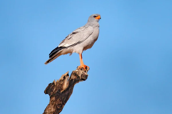 와일드 Wild Pale Ringing Goshawk Melierax Canorus Kalahari 맹금류 오렌지 — 스톡 사진