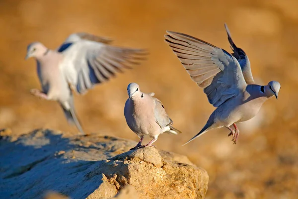 リングネックの鳩 ケープカメ Kgalagadi 南アフリカとしても知られているStreptoperia Capicola アフリカの砂漠からの鳥 ボツワナ — ストック写真