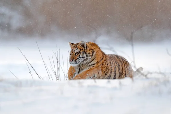 Vahşi Kış Doğasında Kaplan Karda Koşuyor Sibirya Kaplanı Panthera Tigris — Stok fotoğraf