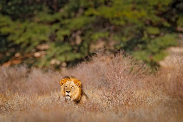 Afrikanischer Löwe Kgalagadi Schwarze Mähne Löwe Afrikanische Gefahr Tier Panthera — Stockfoto