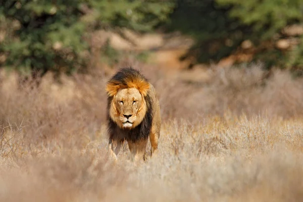 Singa Afrika Singa Surai Hitam Kgalagadi Hewan Afrika Yang Berbahaya — Stok Foto