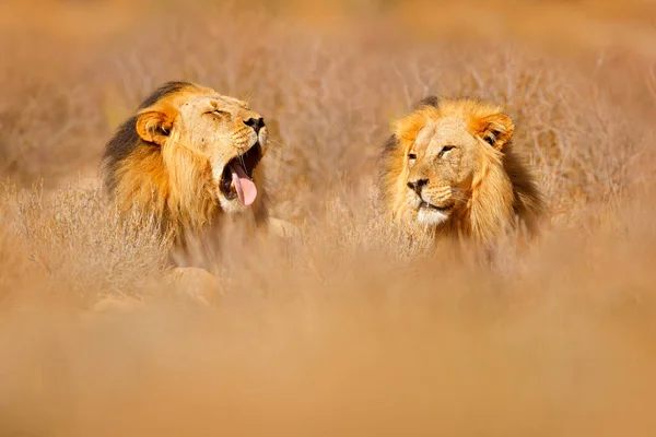 Africký Lev Kgalagadský Černý Hříva Lev Africké Nebezpečné Zvíře Panthera — Stock fotografie
