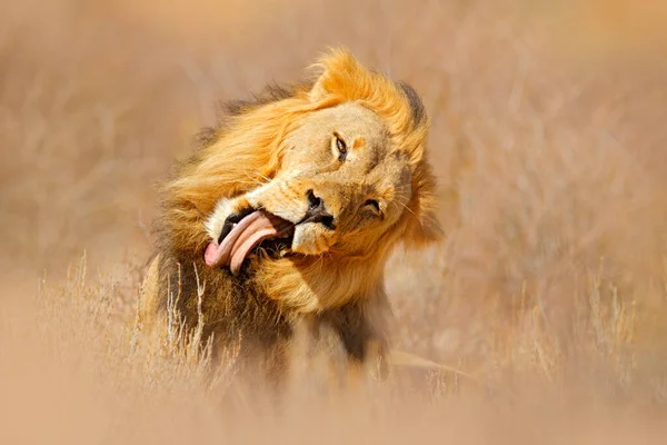 Africký Lev Kgalagadský Černý Hříva Lev Africké Nebezpečné Zvíře Panthera — Stock fotografie