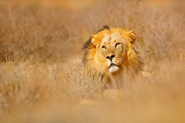 Afrikai Oroszlán Kgalagádi Fekete Sörényes Oroszlán Afrikai Veszélyes Állat Panthera — Stock Fotó