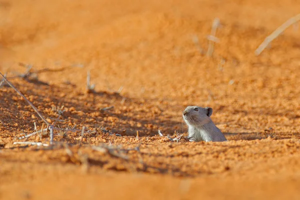Rat Siffleur Brants Parotomys Brantsii Beau Rat Dans Habitat Souris — Photo