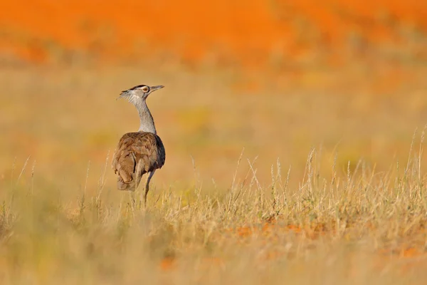 Kori Bustard Ardeotis Kori Afrika Özgü Büyük Uçan Kuş Çimenlikteki — Stok fotoğraf