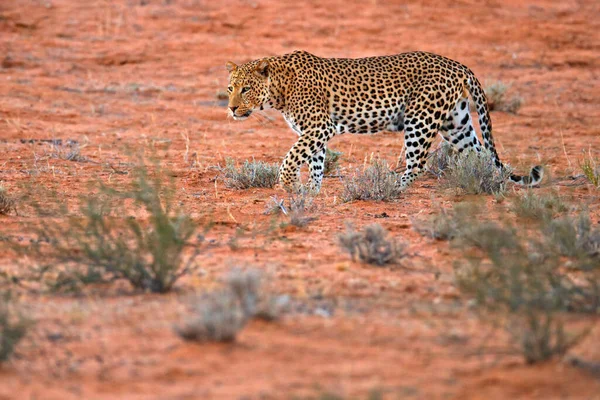走在红色的橙色沙滩上 博茨瓦纳Kgalagadi沙漠中的非洲豹 艺术野生动物的天性 野猫的天性 野生斑点猫在野外 非洲旅行I — 图库照片