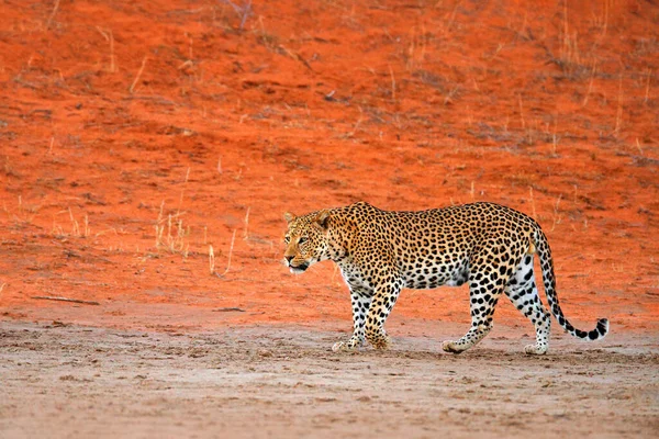 Leopar Panthera Pardus Kırmızı Turuncu Kumda Yürüyor Botswana Daki Kgalagadi — Stok fotoğraf