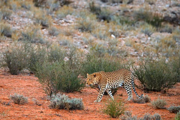 Leopardo Panthera Pardus Caminando Arena Naranja Roja Leopardo Africano Desierto — Foto de Stock