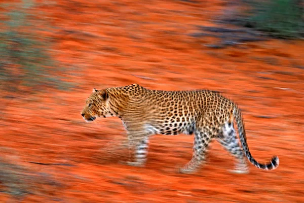 Foto Artística Leopardo Africano Panthera Pardus Expresando Movimiento Mediante Técnicas — Foto de Stock