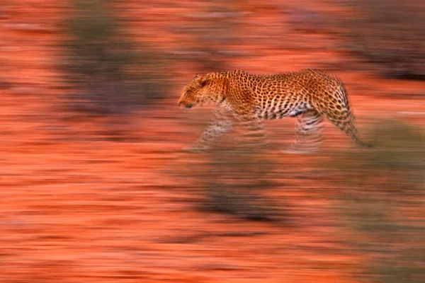 Художня Фотографія Африканського Леопарда Panthera Pardus Виражає Рух Допомогою Техніки — стокове фото
