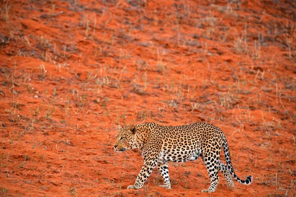 Panthera Pardus 오렌지 모래를 있습니다 보츠와 칼라가 사막에 아프리카 동물의 — 스톡 사진