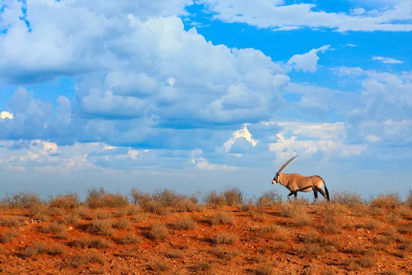 Oryx Gazella Grande Antilope Dans Habitat Naturel Sossusvlei Namibie Des — Photo