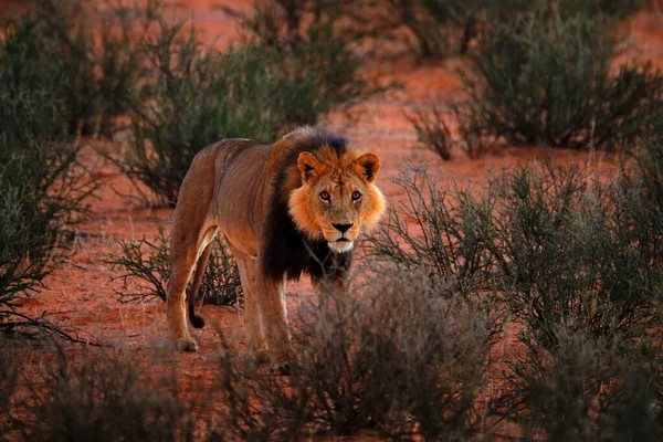 Kgalagadi Löwe Dunklen Morgen Botswana Löwe Mit Schwarzer Mähne Großes — Stockfoto