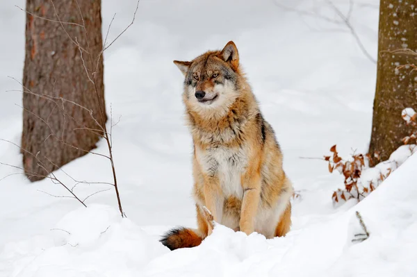 Wolf Besneeuwde Rots Berg Europa Winter Wildlife Scene Uit Natuur — Stockfoto