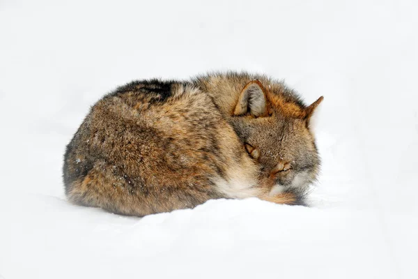 Lobo Acurrucado Dormir Montaña Roca Nevada Europa Invierno Escena Vida —  Fotos de Stock