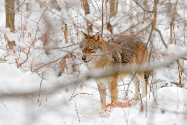 Wolf Snowy Rock Mountain Europe Scène Animalière Hivernale Nature Loup — Photo