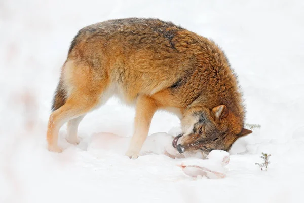 雪の岩の山 ヨーロッパでオオカミ 自然の冬の野生動物のシーン 灰色のオオカミ 背景に岩とカニスルーパス 自然界の寒い雪の季節 ドイツの野生動物 — ストック写真