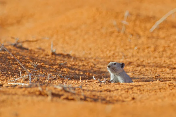 Brants Pfeifende Ratte Parotomys Brantsii Schöne Ratte Lebensraum Maus Sand lizenzfreie Stockbilder