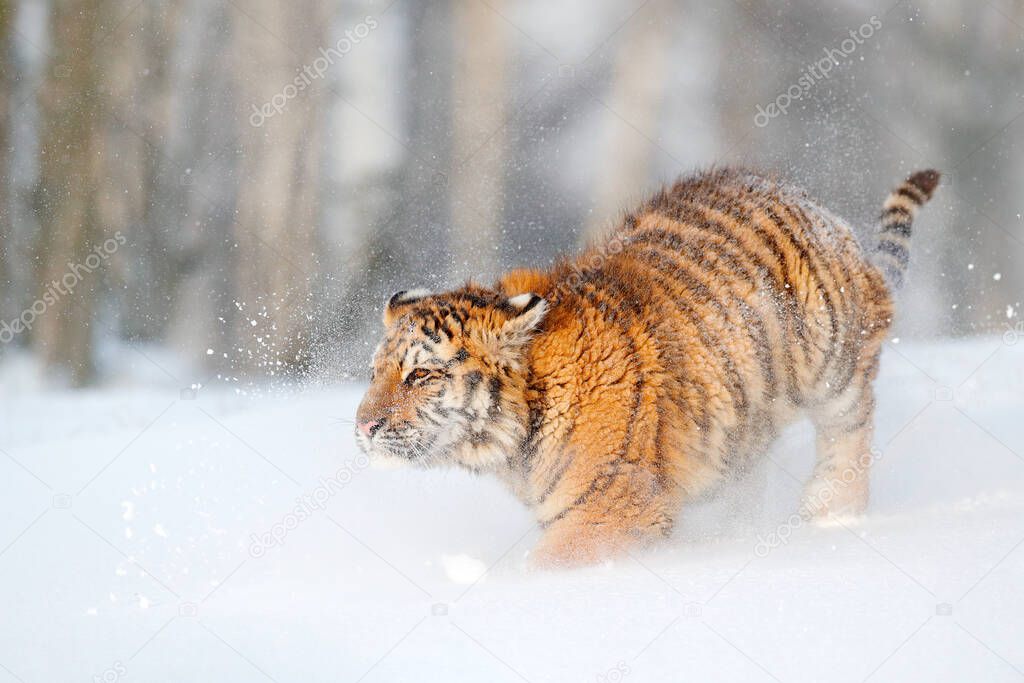 Tiger in wild winter nature, running in the snow. Siberian tiger, Panthera tigris altaica. Action wildlife scene with dangerous animal. Cold winter in taiga, Russia. Snowflakes with wild Amur cat. 