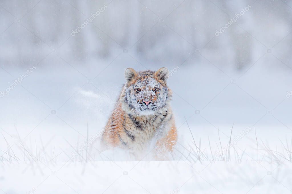 Tiger snow run in wild winter nature. Siberian tiger, Panthera tigris altaica. Action wildlife scene with dangerous animal. Cold winter in taiga, Russia. Snow flakes with wild Amur cat. 