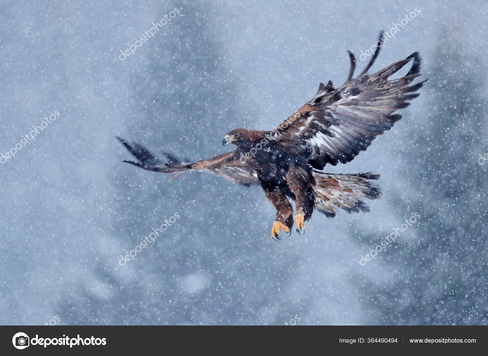검독수리와 눈송이가 다닙니다 독수리와 내리는 독수리의 맹금류는 눈덮인 초원에서 됩니다 — 스톡 사진 © OndrejProsicky  #364490494, image size:1600x1167
