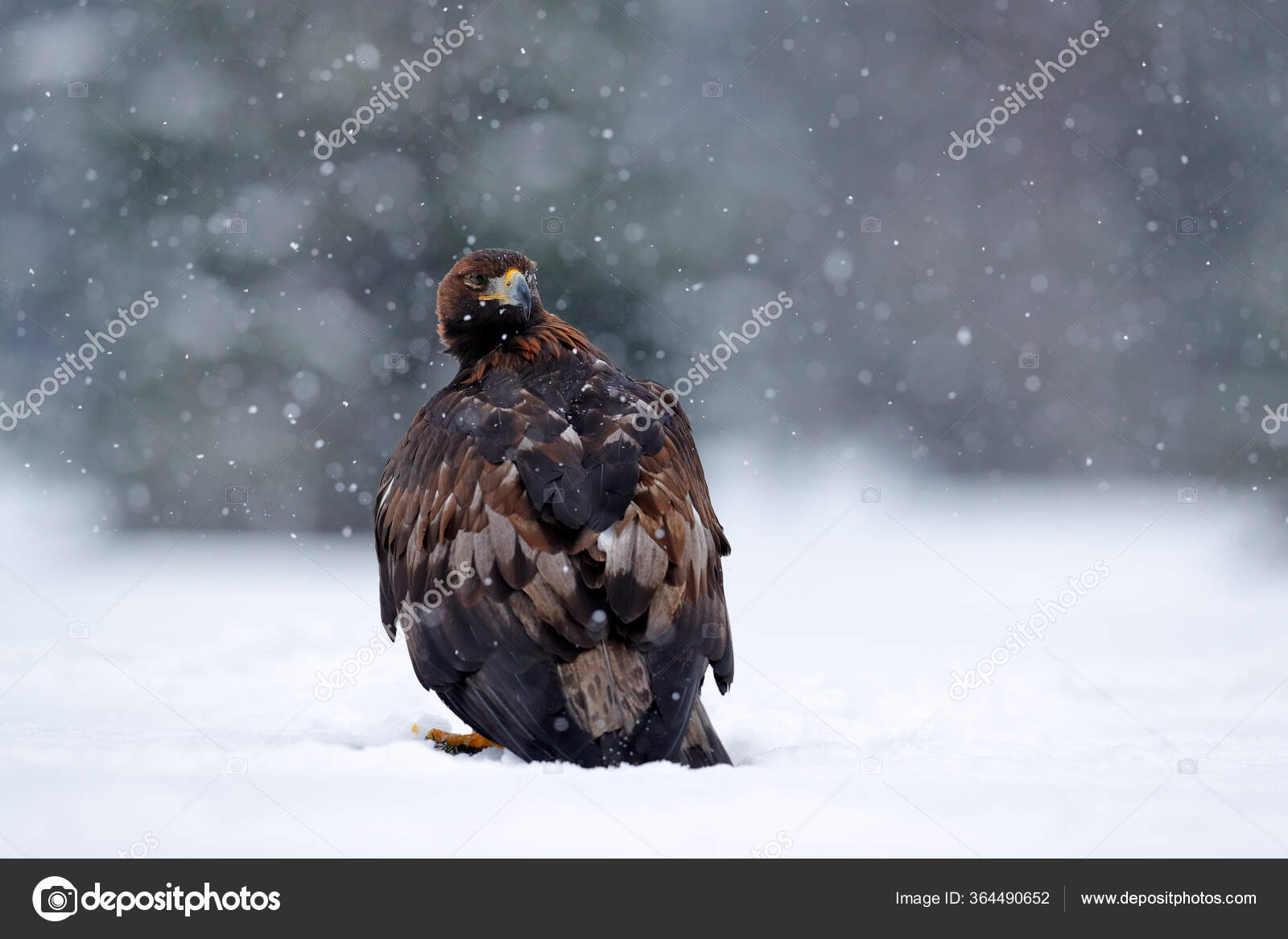 검독수리와 눈송이가 다닙니다 독수리와 내리는 독수리의 맹금류는 눈덮인 초원에서 됩니다 — 스톡 사진 © OndrejProsicky  #364490652, image size:1600x1167