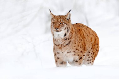 Luchs yürüyor, ormanda karlı vahşi bir kedi. Kış doğasından vahşi yaşam sahnesi. Doğal ortamında sevimli, büyük bir kedi, soğuk. Güzel vahşi vaşak hayvanlı karlı orman, Almanya. 