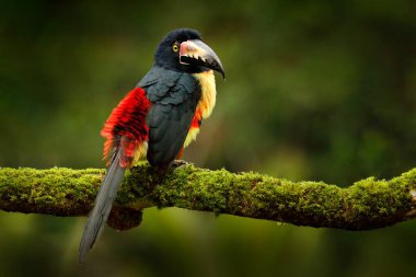 Ateşli gagalı Aracari, Pteroglossus Frantzii, büyük gagalı kuş. Tukan, Kosta Rika 'daki ormanın dalında oturuyor. Orta Amerika 'da kuş izleme gezisi.