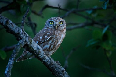 Ev harabesindeki küçük baykuş, Athene Noctua, eski çatı fayansındaki kuş. Bulgaristan 'ın sarı gözlü şehir yaban hayatı. Doğadan vahşi yaşam sahnesi. Kentsel yaşam alanındaki hayvan davranışları, gizli baykuş.