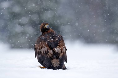 Altın kartal, kar tanesi sineği. Kartalla karlı kış. Yırtıcı kuş Altın Kartal karlı çayırdan başlıyor. Norveç doğasından vahşi yaşam sahnesi. Kanatları açık büyük bir kuş.