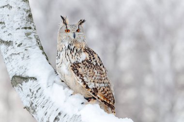 Büyük Doğu Sibirya Kartalı Baykuşu, Bubo bubo sibiricus ile kış sahnesi, ormanda karla kaplı huş ağacında oturuyor..