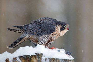 Peregrine Falcon, Almanya 'da kışın karla birlikte ağaç kütüğünde oturan yırtıcı kuş. Falcon cadısı güvercini öldürdü. Karlı doğadan vahşi yaşam sahnesi.