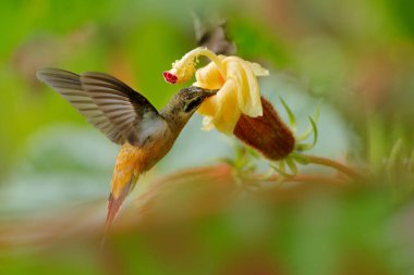 Tawny-Belled Hermit, Phaethornis Syrmatophorus, doğada sarı çiçeğin yanında uçuyor. Yeşil tropik ormanda uğuldayan kuş. Egzotik orman kuşu çiçekten tatlı nektar emiyor, Ekvador.